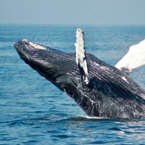 Rencontre avec les baleines