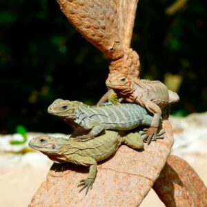 Safari à Punta Cana