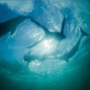 Swim with dolphins